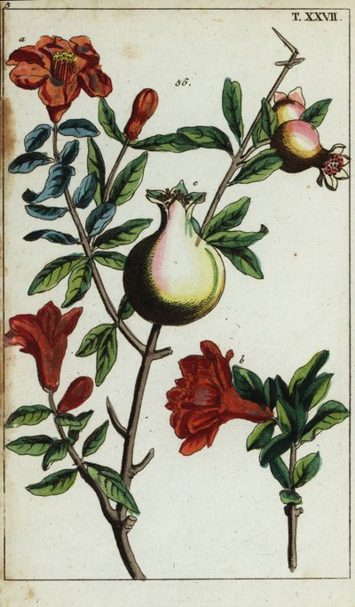 Fleurs et fruits de grenade sur une branche, Punica granatum - Unbekannter Künstler