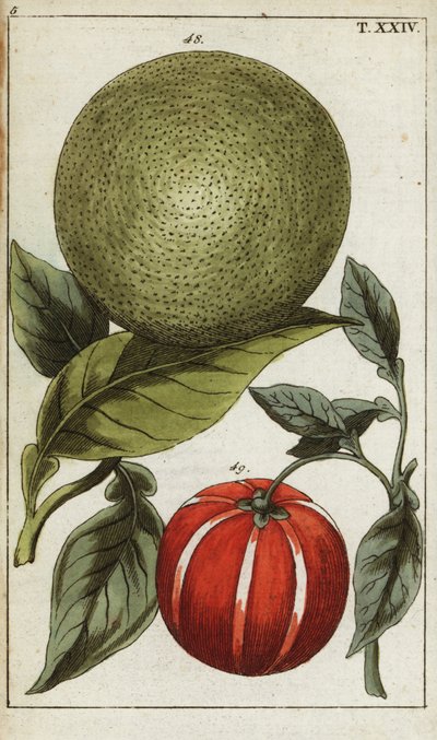 Pamplemousse ou pomelo, Citrus maxima - Unbekannter Künstler