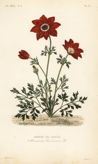 Anémone des jardins, Anemone coronaria - Unbekannt