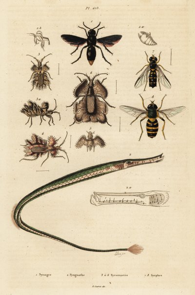 Guêpe potière, poisson-trompette, punaise dorée et syrphe, 1834-1839 - Unbekannter Künstler