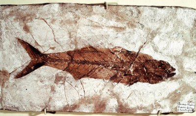 Préhistoire : fossile de poisson Sgomber Speciosus du site du Mont Bolca - Unbekannt