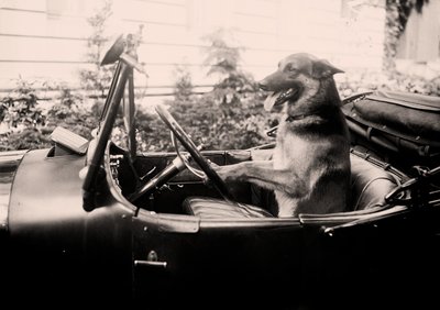 Chien policier primé Alex au volant d