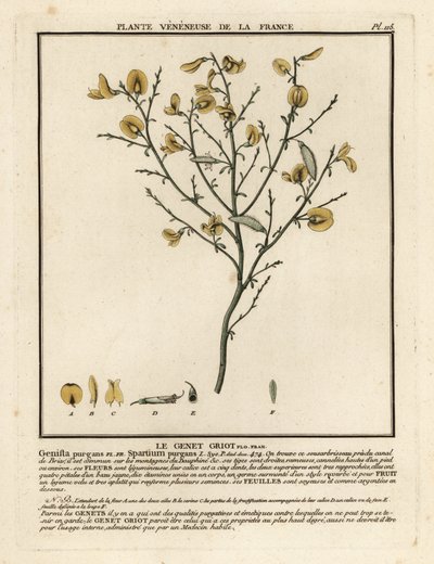 Genêt purgatif, Cytisus purgans - Unbekannter Künstler