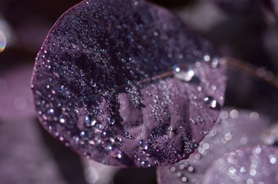 Feuilles violettes III - Unbekannter Künstler