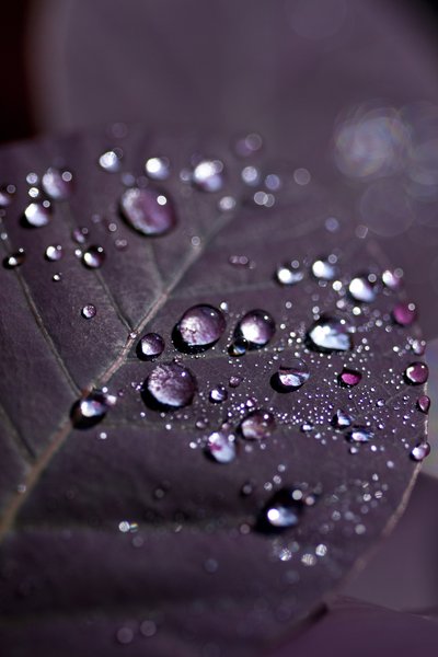 Feuilles violettes II - Unbekannter Künstler
