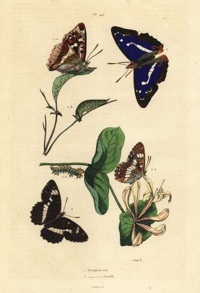 Grand mars changeant, Apatura iris, et petit mars changeant, Limenitis camilla - Unbekannt