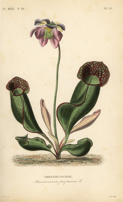 Sarracénie pourpre, Sarracenia purpurea - Unbekannt