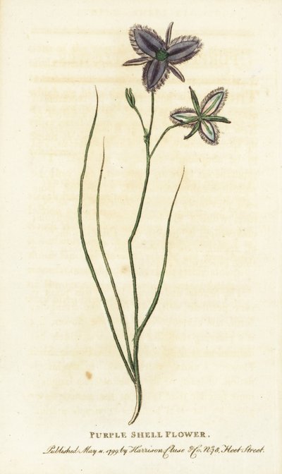Fleur de coquillage pourpre de Nouvelle-Galles du Sud, Australie - Unbekannter Künstler