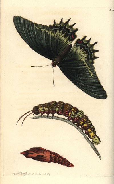 Papillon machaon ou androgeus, Papilio androgeus, avec chenille et chrysalide. Illustration dessinée et gravée par Richard Polydore Nodder. Gravure sur cuivre colorée à la main de The Naturalist