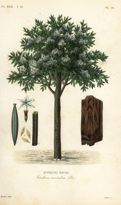 Quinquina rouge, Cinchona pubescens, Cinchona succirubra, Quinquina rouge - Unbekannt