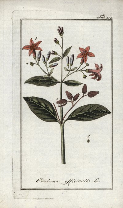 Quinquina (Cinchona officinalis) - Unbekannter Künstler