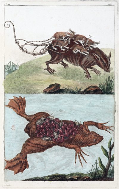 Rat et crapaud, transportant leur portée sur le dos - Unbekannt