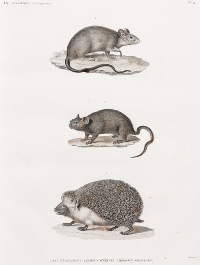 Rat d