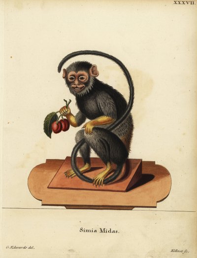 Tamarin à mains rouges ou dorées, Saguinus midas. Simia midas. Gravure sur cuivre en couleur par Joseph Kellner d