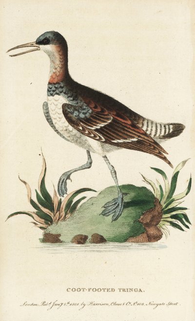 Phalarope à bec étroit, Phalaropus lobatus - Unbekannter Künstler