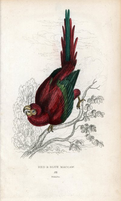 Ara rouge ou Macau Ara. Psittacus macao. Lithographie de Joseph Kidd, d