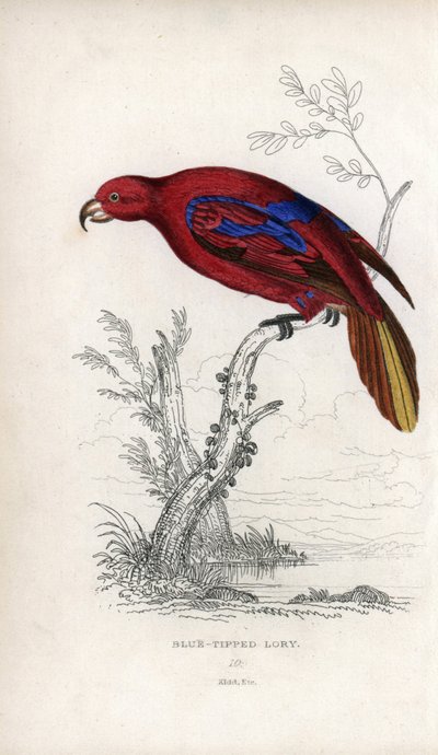 Lori rouge, Eos rubra. Psittacus caeruleatus. Lithographie de Joseph Kidd, d