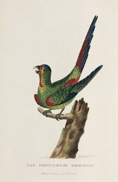 Perruche à épaulettes rouges, Australie, vers 1788 - Unbekannter Künstler