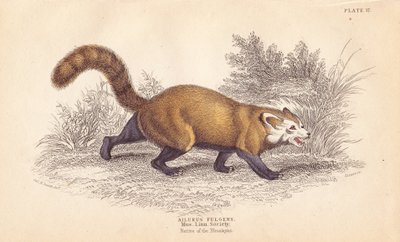 Panda roux, Ailurus fulgens. Vulnérable. D