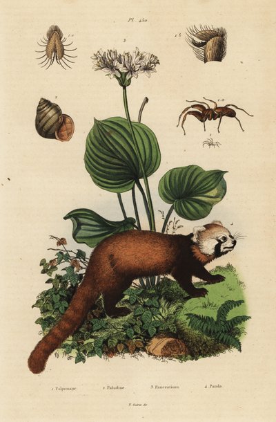 Panda roux, Ailurus fulgens, en danger, lys de Noël du nord, Proiphys amboinensis, escargot de rivière, Viviparus viviparus, et araignée, espèce Palpimanus - Unbekannt