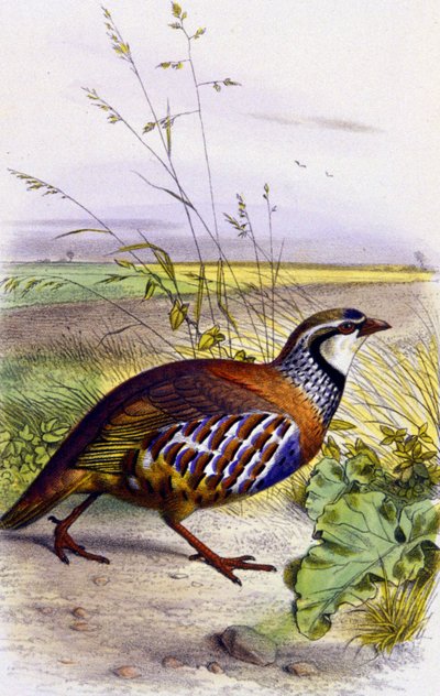 Perdrix rouge, vers 1850 (lithographie) - Unbekannter Künstler