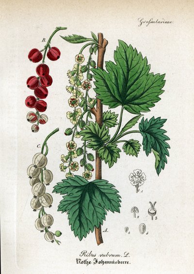 Groseille, Ribes rubrum - Unbekannter Künstler