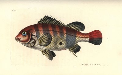 Eartheater à rayures rouges, Geophagus surinamensis (sparus du Surinam, Sparus surinamensis). Illustration dessinée et gravée par Richard Polydore Nodder. Gravure en cuivre colorée à la main tirée de « The Naturalist