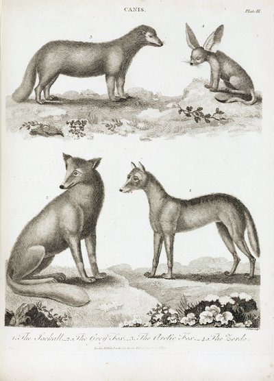 Renards et chacals - Unbekannt