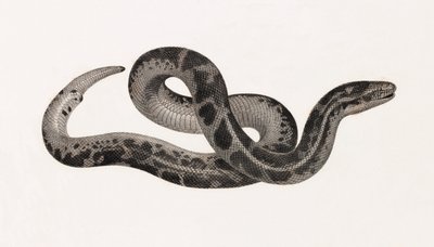 Reptiles : un serpent de Thébaïde - Unbekannt