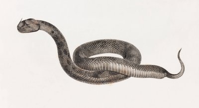 Reptiles : Une vipère - Unbekannt