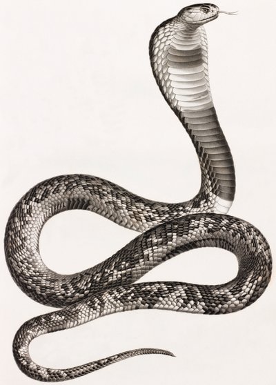 Reptiles : Un Aspic - Unbekannt