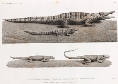 Reptiles : crocodiles et stellions - Unbekannt
