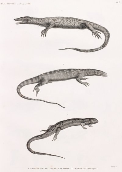 Reptiles : Tupinambis du Nil - Unbekannt