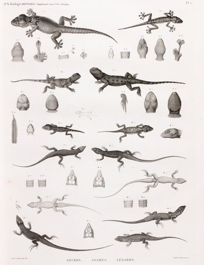 Reptiles : geckos, agames, lézards - Unbekannt