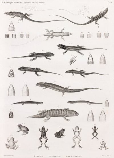 Reptiles : série d