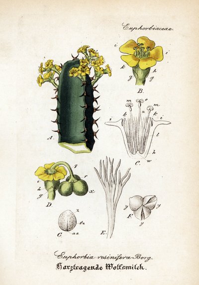 Euphorbe résineuse, Euphorbia resinifera. Gravure sur cuivre coloriée à la main de Hand-Atlas sammtlicher mediinisch-pharmaceutischer Gewachse de Dr. Willibald Artus - Unbekannter Künstler