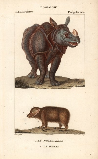 Rhinocéros et daman ou clade - Unbekannter Künstler