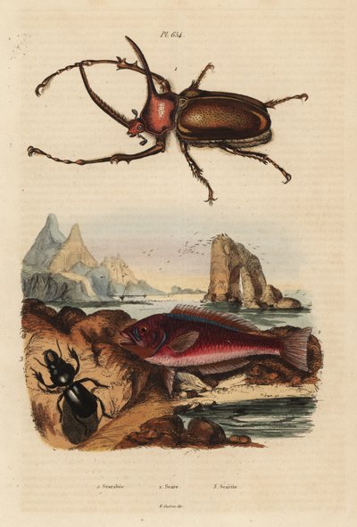 Scarabée rhinocéros, Golofa porteri, poisson-perroquet crétois, Scarus creticus, et scarabée Scarites buparius - Unbekannt
