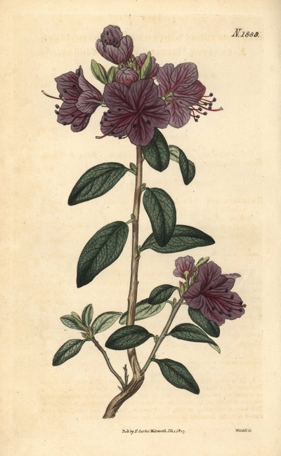 Rhododendron ou azalée des fleuristes - Rhododendron dahuricum sempervirens. Gravure botanique coloriée à la main par Weddell de Curtis