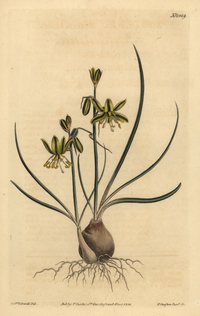 Albuca vittata - Unbekannt