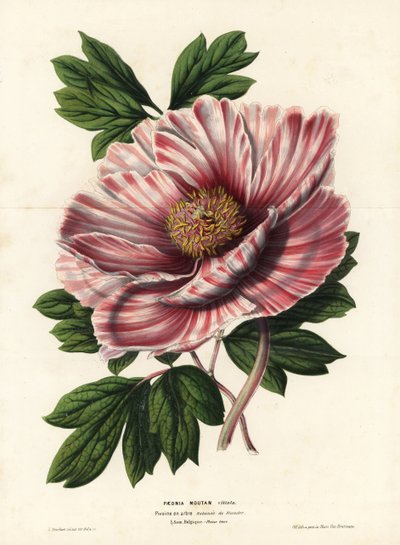 Pivoine rubanée de Flandre, hybride, Paeonia moutan vittata, var. rubanee de Flandre. Lithographie coloriée à la main par L. Stroobant de "Flore des Serres et des Jardins de l