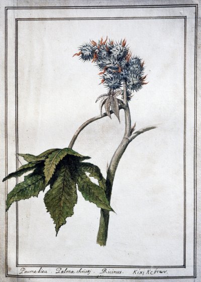 Ricinus communis - Unbekannter Künstler