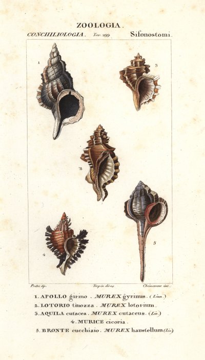 Escargots de roche du "Dictionnaire des sciences naturelles" de Jussieu, Florence, Italie - Unbekannter Künstler
