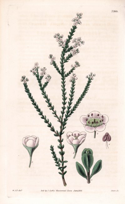 Rock thryptomene, Thryptomene saxicola (arbuste de rocaille du sud-ouest australien) - Unbekannter Künstler