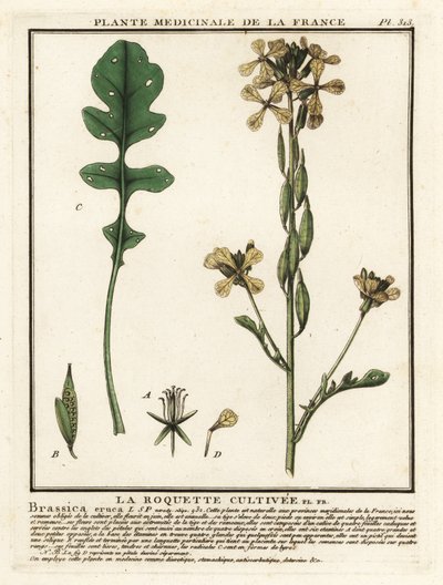 Roquette, Eruca vesicaria - Unbekannter Künstler