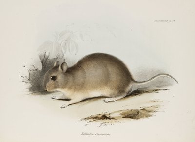 Rongeur, vers 1832-1836 - Unbekannter Künstler