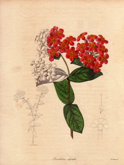 Rondeletie écarlate ou odorante (Rondeletia odorata), illustration par Augusta Innes Withers, dans The Botanist, série par Benjamin Maund - Unbekannter Künstler