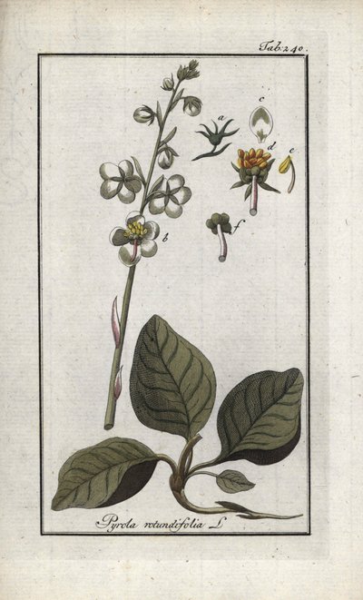 Pyrole à feuilles rondes (Pyrola rotundifolia). Lithographie de « Afbeelding der Artseny-Gewassen » par Johannes Zorn (1739-1799), Pays-Bas - Unbekannter Künstler