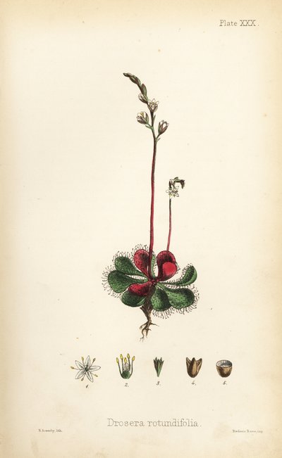 Drosera à feuilles rondes, Drosera rotundifolia. Lithographie en couleur par Henry Sowerby de Flora Homeopathica d