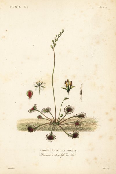 Droséra à feuilles rondes, Drosera rotundifolia - Unbekannt